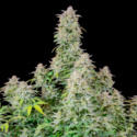 Forbidden Runtz Auto (FastBuds) feminizada
