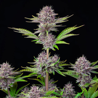 Purple Punch Auto (FastBuds) feminizada