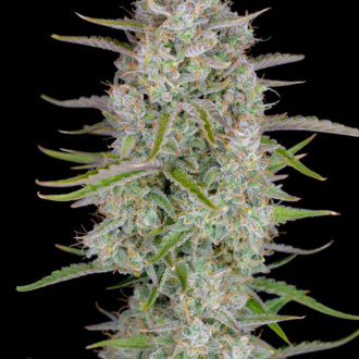 Wedding Glue Auto (FastBuds) feminizada