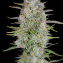 Wedding Glue Auto (FastBuds) feminizada