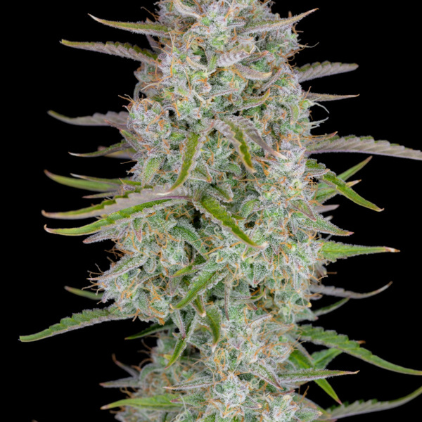 Wedding Glue Auto (FastBuds) feminizada
