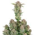 Bruce Banner Auto (FastBuds) feminizada