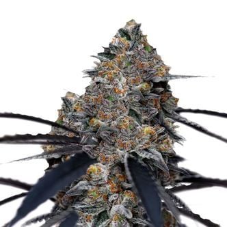 San Fernando Valley x The Purps (Growers Choice) feminizada