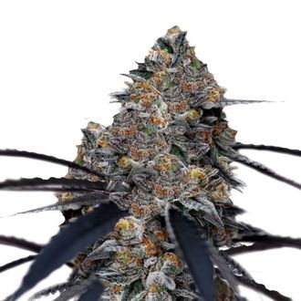 San Fernando Valley x The Purps (Growers Choice) feminizada