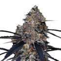 San Fernando Valley x The Purps (Growers Choice) feminizada