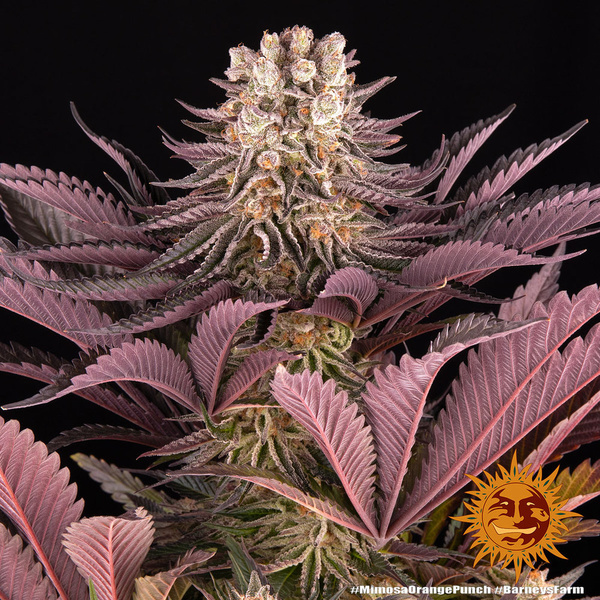 Mimosa x Orange Punch (Barney's Farm) feminizada