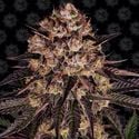 Biscotti Mintz (Barney's Farm) feminizada