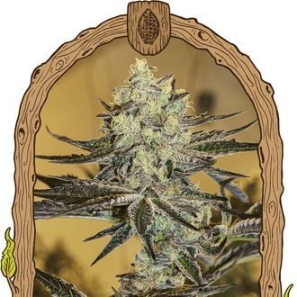 Malasaña Gelato (Exotic Seed) feminizada