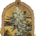 Malasaña Gelato (Exotic Seed) feminizada