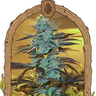 Purple Monkey Auto (Exotic Seed) Feminizada