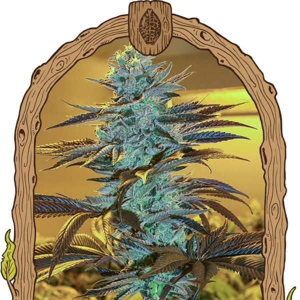 Purple Monkey Auto (Exotic Seed) Feminizada