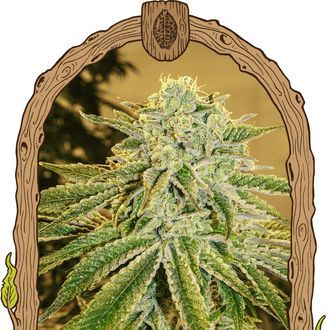 White Banana Auto (Exotic Seed) Feminizada