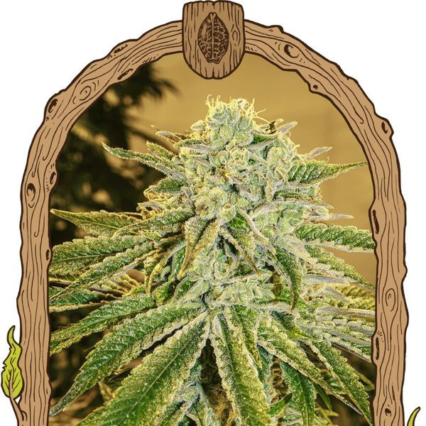 White Banana Auto (Exotic Seed) Feminizada