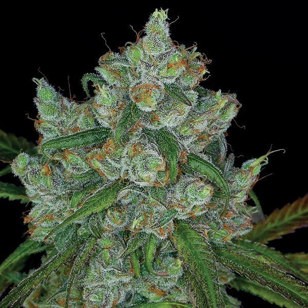 Bruce Banner 3 (Anesia Seeds) Feminizado