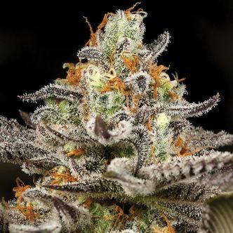Sleepy Joe (Anesia Seeds) Feminizado