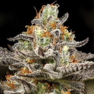 Sleepy Joe (Anesia Seeds) Feminizado