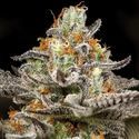 Sleepy Joe (Anesia Seeds) Feminizado