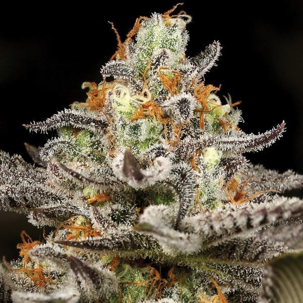 Sleepy Joe (Anesia Seeds) Feminizado