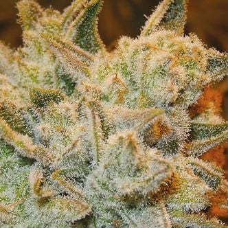White Runtz (Anesia Seeds) Feminizada