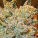White Runtz (Anesia Seeds) Feminizada