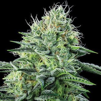 Auto Strawberry Banana (Anesia Seeds) feminizada