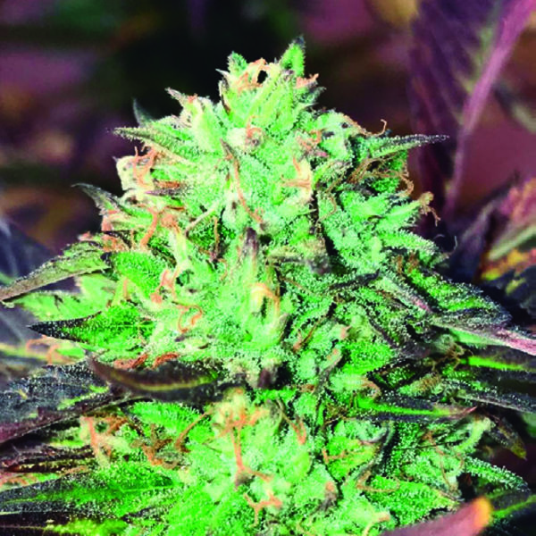 Gelato Royal (The Kush Brothers) Feminizada