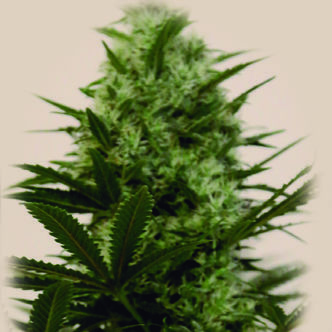 Langui Kush (The Kush Brothers) Feminizada