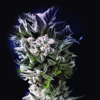 Petro $ OG (The Kush Brothers) Feminizada