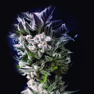 Petro $ OG (The Kush Brothers) Feminizada