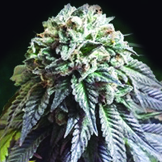The Dark Side (The Kush Brothers) Feminizada