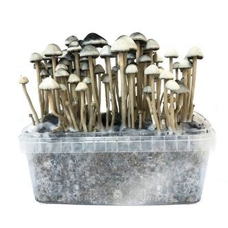 Kit de cultivo Copelandia havaiano