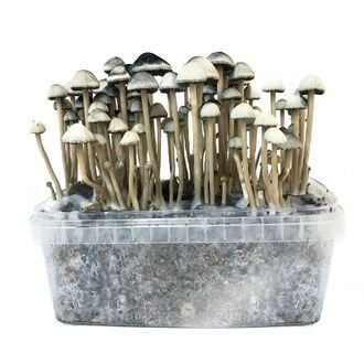 Kit de cultivo 'Copelandia Hawaiian'
