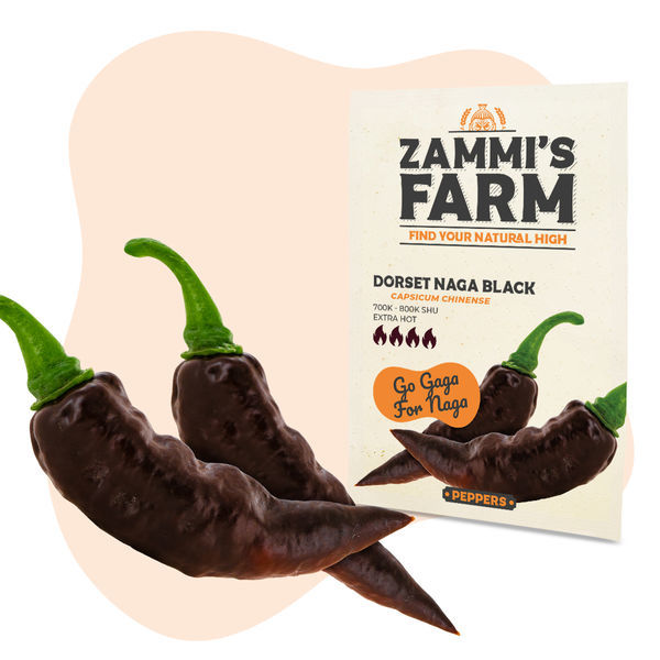 Dorset Naga black seeds