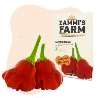 Sementes de Jamaican Bell Cambuci