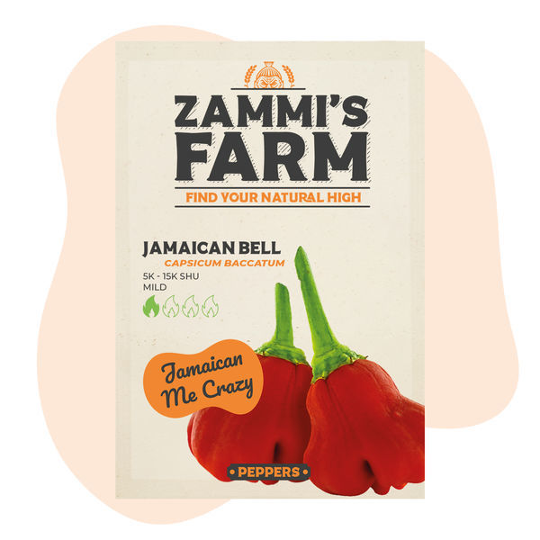 Sementes de Jamaican Bell Cambuci