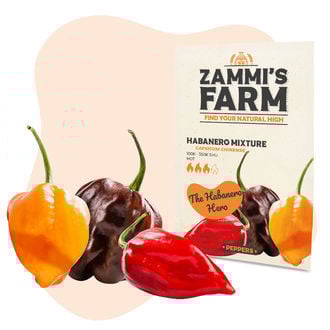 Sementes de mistura de habanero