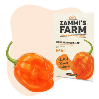 Sementes de habanero laranja