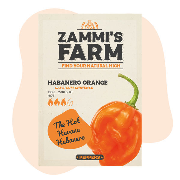 Sementes de habanero laranja