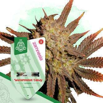 Watermelon Candy Autoflower (Zamnesia Seeds) feminizada