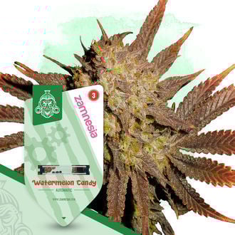 Watermelon Candy Autoflower (Zamnesia Seeds) feminizada