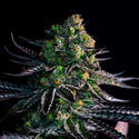 Watermelon Candy (Zamnesia Seeds) Feminizada