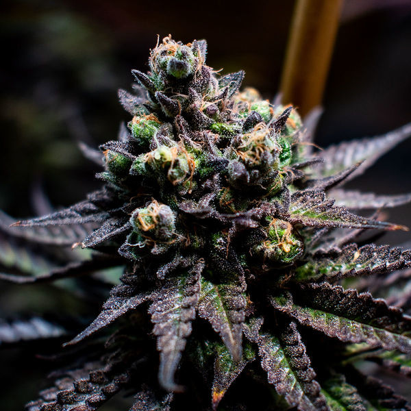 Watermelon Candy (Zamnesia Seeds) Feminizada