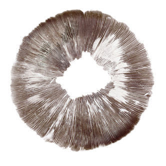 Esporo de Psilocybe cubensis Amazonas