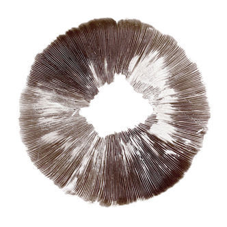 Esporo de Psilocybe cubensis McKennaii