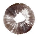 Esporo de Psilocybe cubensis McKennaii