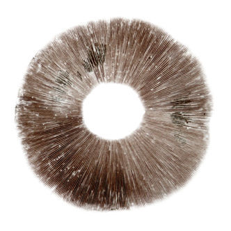 Esporo de Psilocybe cubensis Ban Hua Thai
