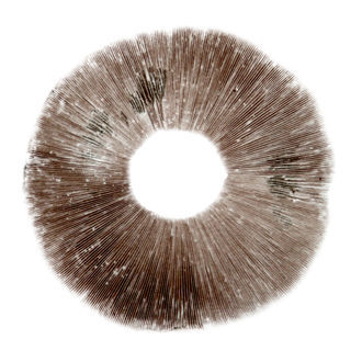 Esporo de Psilocybe cubensis Ban Hua Thai
