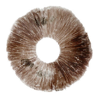 Esporo de Psilocybe cubensis Hawaii (PES)