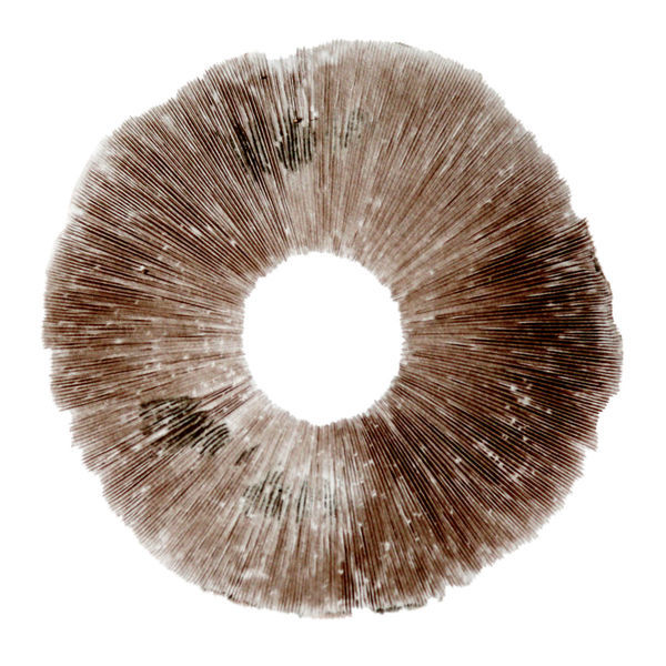 Esporo de Psilocybe cubensis Hawaii (PES)