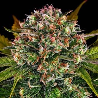 Strawberry Cheesecake Auto (Barney's Farm) Feminizada